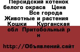 Персидский котенок белого окраса › Цена ­ 35 000 - Все города Животные и растения » Кошки   . Курганская обл.,Притобольный р-н